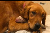 Huck, a male Golden Retriever for sale in Fredericksburg, TX – 2 of 3