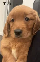 Tuck (female) , a female Golden Retriever for sale in Fredericksburg, TX – 1 of 6