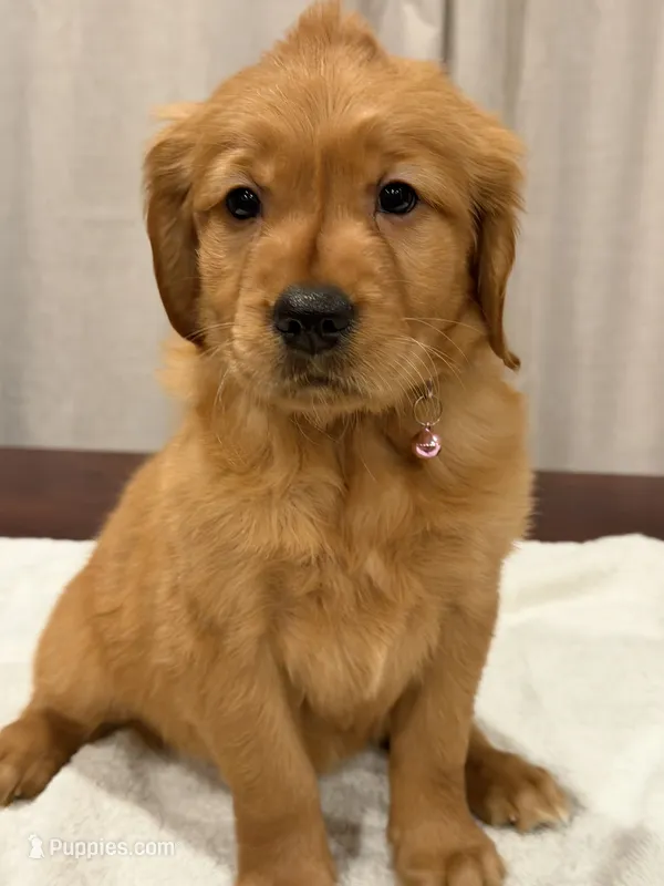 Calli – Golden Retriever puppy for sale in Fredericksburg, TX
