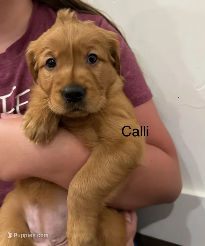 Calli – Golden Retriever puppy for sale in Fredericksburg, TX