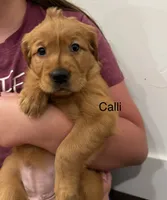 Calli, a female Golden Retriever for sale in Fredericksburg, TX – 1 of 5