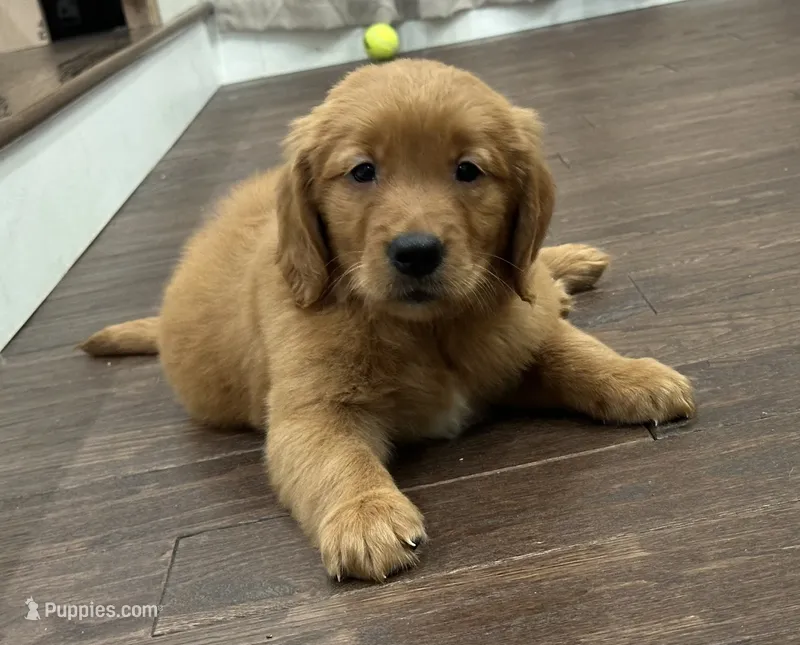 Tuck (female)  – Golden Retriever puppy for sale in Fredericksburg, TX