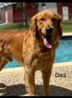 Huck, a male Golden Retriever for sale in Fredericksburg, TX – 3 of 3