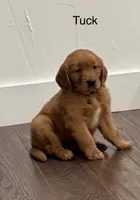 Tuck (female) , a female Golden Retriever for sale in Fredericksburg, TX – 4 of 6