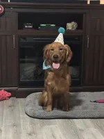 Bosa, a male Golden Retriever for sale in Sioux Falls, SD – Photo 2 of 2