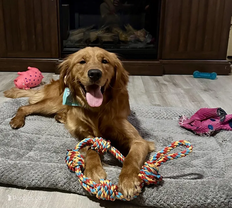 Bosa – Golden Retriever puppy for sale in Sioux Falls, SD