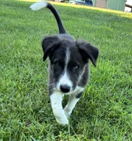 Bluey, a male Border Collie for sale in Walnut Cove, NC – 4 of 8