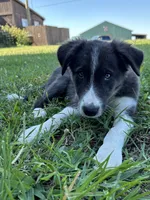 Bluey, a male Border Collie for sale in Walnut Cove, NC – 6 of 8