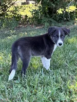 Bluey, a male Border Collie for sale in Walnut Cove, NC – 5 of 8