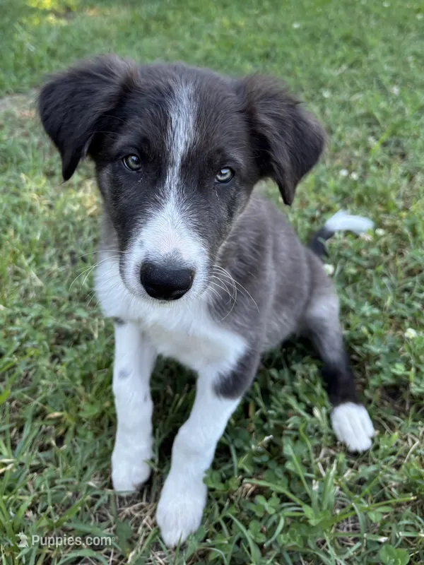 Bluey – Border Collie puppy for sale in Walnut Cove, NC