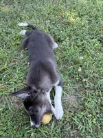 Bluey, a male Border Collie for sale in Walnut Cove, NC – 7 of 8
