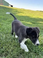 Bluey, a male Border Collie for sale in Walnut Cove, NC – 2 of 8