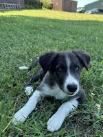 Bluey, a male Border Collie for sale in Walnut Cove, NC – 3 of 8