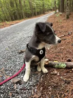 Bluey, a male Border Collie for sale in Walnut Cove, NC – 8 of 8