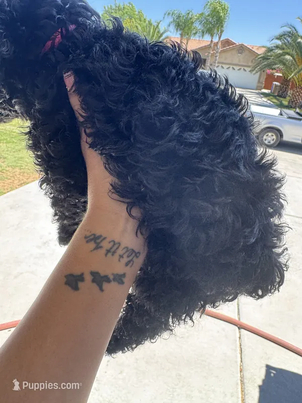Pink Girl – Goldendoodle puppy for sale in Bakersfield, CA