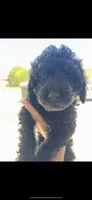 Pink Girl, a female Goldendoodle for sale in Bakersfield, CA – 2 of 2