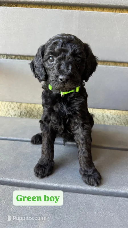 Green  – Goldendoodle puppy for sale in Bakersfield, CA