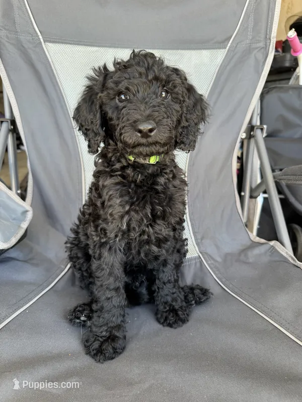 Green  – Goldendoodle puppy for sale in Bakersfield, CA