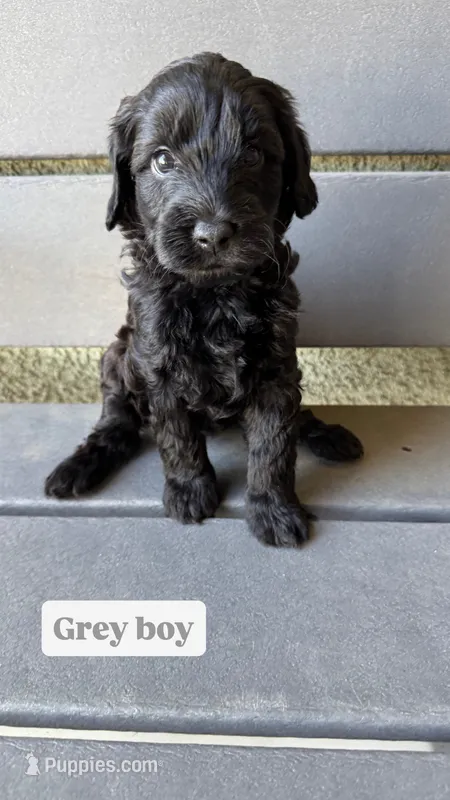 Grey – Goldendoodle puppy for sale in Bakersfield, CA