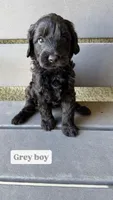 Grey, a male Goldendoodle for sale in Bakersfield, CA – 1 of 1