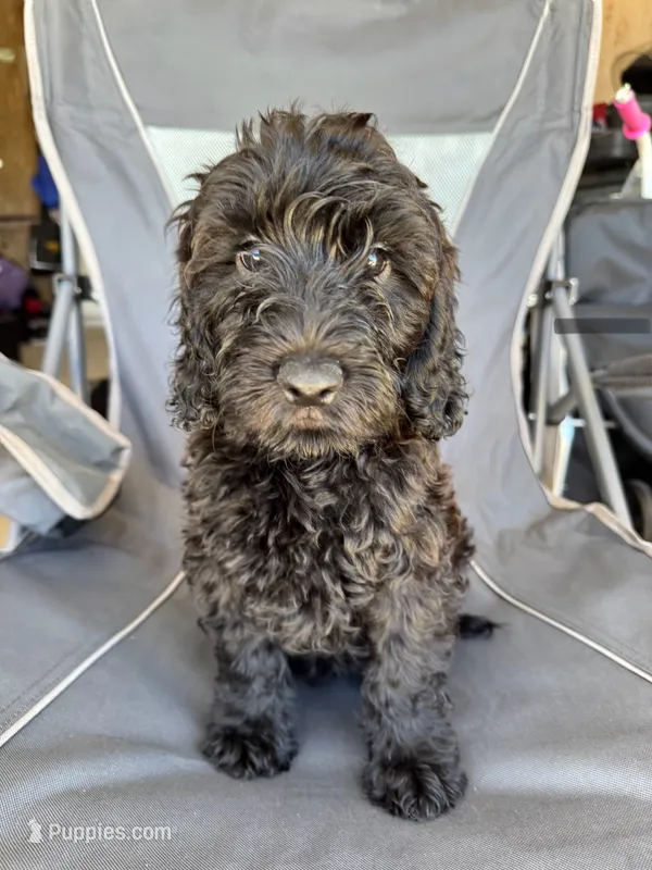 Grey – Goldendoodle puppy for sale in Bakersfield, CA