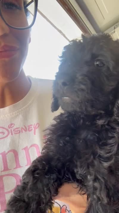 Purple , a female Goldendoodle for sale in Bakersfield, CA – 2 of 2