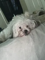 Lola, a female Maltese and Shih Tzu for sale in Milwaukee, WI – 2 of 3