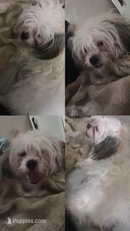 Lola – Maltese, Shih Tzu puppy for sale in Milwaukee, WI