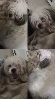 Lola, a female Maltese and Shih Tzu for sale in Milwaukee, WI – 1 of 3