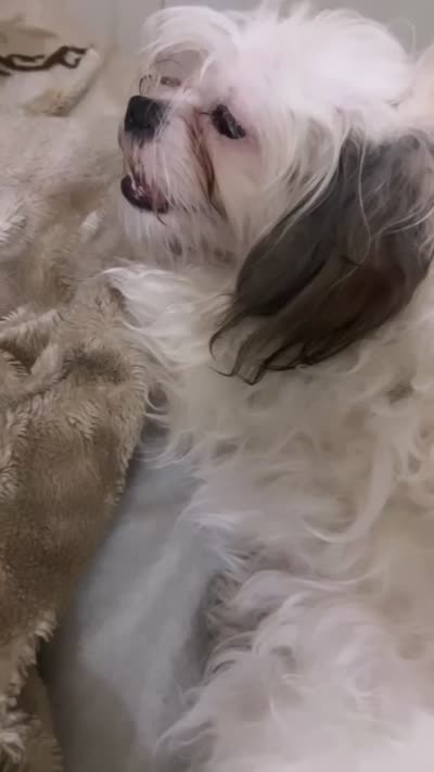 Lola, a female Maltese and Shih Tzu for sale in Milwaukee, WI – 3 of 3