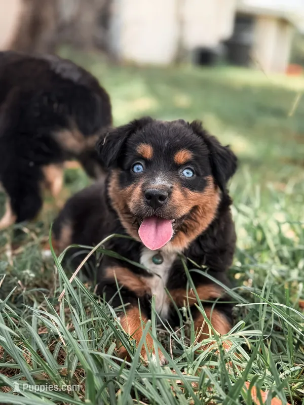 Dorothy ASDR – Australian Shepherd, Miniature Australian Shepherd puppy for sale in Orlando, FL