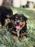 Dorothy ASDR, a female Miniature Australian Shepherd for sale in Orlando, FL – 2 of 3
