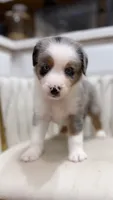 Swiss, a male Miniature Australian Shepherd for sale in Orlando, FL – 8 of 9