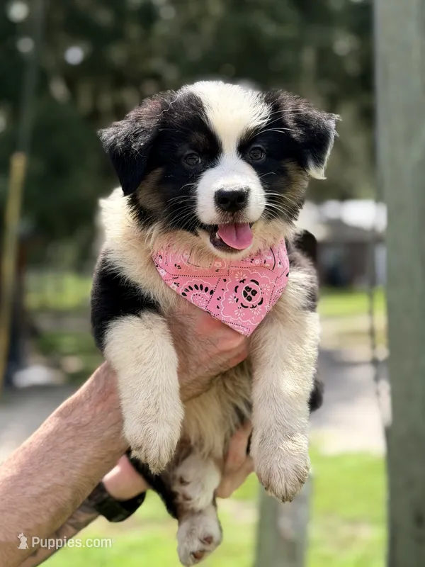 Sage AKC – Australian Shepherd puppy for sale in Orlando, FL
