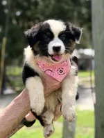 Sage AKC, a female Australian Shepherd for sale in Orlando, FL – 1 of 4