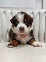 Atlas AKC, a male Australian Shepherd for sale in Orlando, FL – 5 of 5