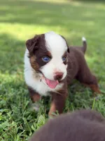 Piper AKC, a female Australian Shepherd for sale in Orlando, FL – 2 of 5