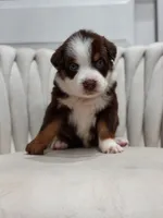 Atlas AKC, a male Australian Shepherd for sale in Orlando, FL – 4 of 5