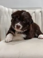 Lyra AKC, a female Australian Shepherd for sale in Orlando, FL – 1 of 9