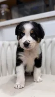 Hana , a female Miniature Australian Shepherd for sale in Orlando, FL – 10 of 10