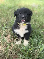 Onyx AKC, a female Australian Shepherd for sale in Orlando, FL – 3 of 4
