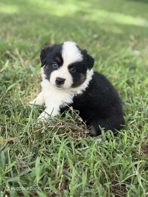 Sage AKC  – Australian Shepherd puppy for sale in Orlando, FL