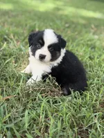 Sage AKC , a female Australian Shepherd for sale in Orlando, FL – 1 of 3