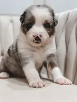 Swiss, a male Australian Shepherd and Miniature Australian Shepherd for sale in Orlando, FL – 2 of 8