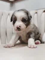 Swiss, a male Australian Shepherd and Miniature Australian Shepherd for sale in Orlando, FL – 8 of 8