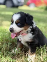 Lola ASDR, a female Miniature Australian Shepherd for sale in Orlando, FL – 3 of 4