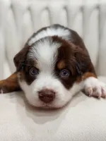 Atlas AKC, a male Australian Shepherd for sale in Orlando, FL – 1 of 5