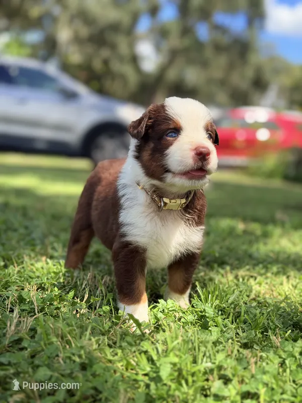Piper AKC – Australian Shepherd puppy for sale in Orlando, FL