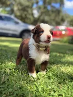 Piper AKC, a female Australian Shepherd for sale in Orlando, FL – 1 of 5