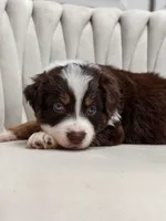 Star AKC, a female Australian Shepherd for sale in Orlando, FL – 2 of 3